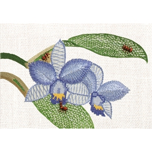 The Blue-Violet Orchids and Ants